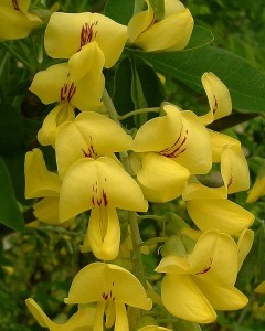 Laburnum Laburnum