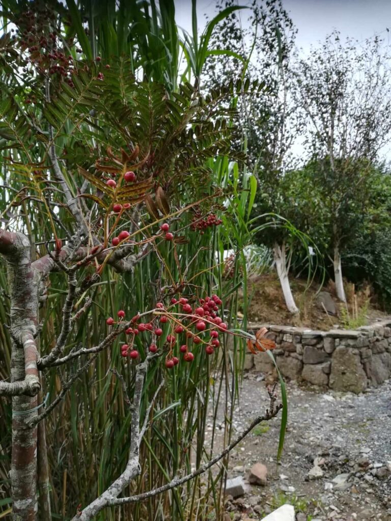 Sorbus mountain ash