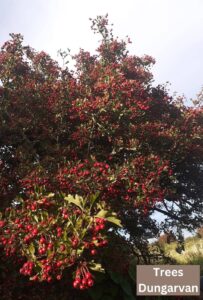 hawthorn tree dungarvan