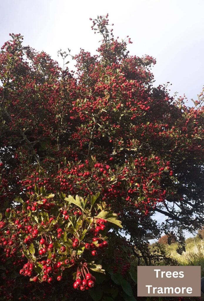 trees tramore