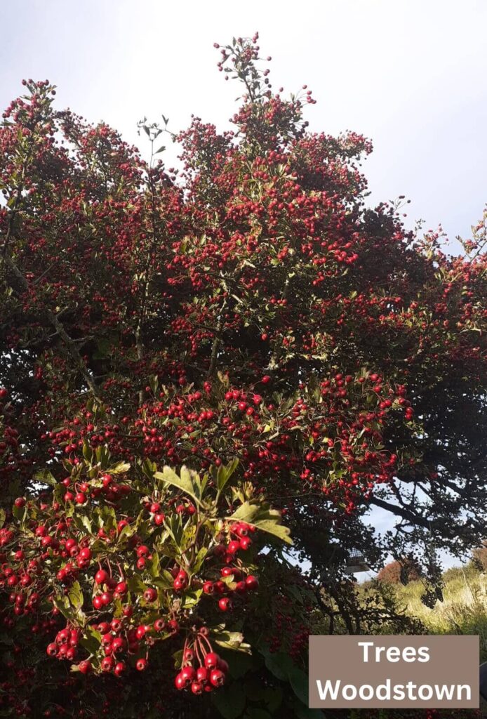 trees woodstown