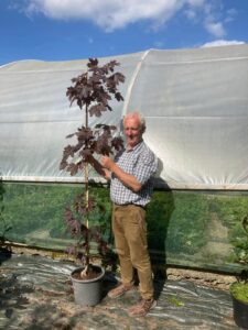 Acre, crimson king , purple maple Ireland.