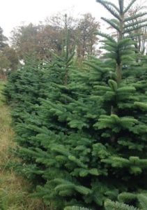Christmas trees for hotels in ireland