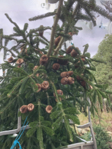 Commercial Christmas Tree